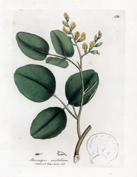 Variete of fabacee (leguminous) - Red sandalwood, Pterocarpus santalinus
