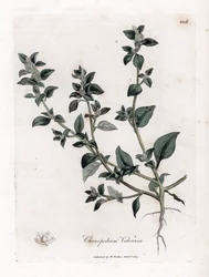 Vuvaire - Stinking Goosefoot, Chenopodium Vulvaria