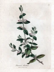 Water Germandree - Water Germander, Teucrium Scordium. Handcoloured Copperplate Engraving from a Botanical Illustration by James Sowerby from William Woodville and Sir William Jackson Hooker