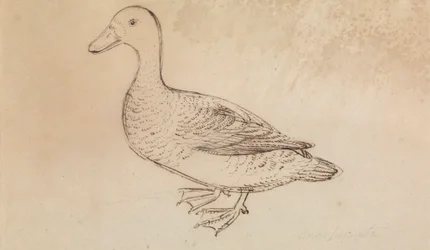 White-faced Whistling Duck