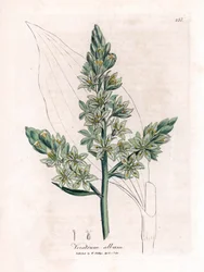 White Veratre (formerly white hellebore) - White hellebore, Veratrum album