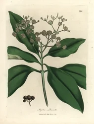 White flowered all-spice tree, Myrtus pimenta