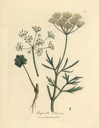 White flowered anise, Pimpinella anisum