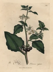 White flowered, black berry, garden nightshade, Solanum nigrum