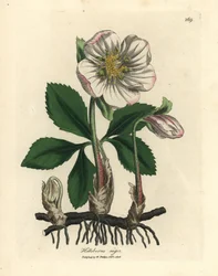 White-flowered black hellebore or Christmas rose, Helleborus niger