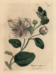 White flowered caper bush, Capparis spinosa