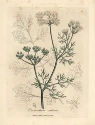 White flowered coriander, Coriandrum sativum