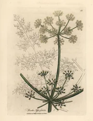 White flowered gigantic fennel, Ferula assafoetida