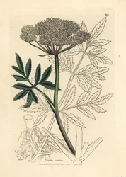 White flowered water hemlock, Cicuta virosa