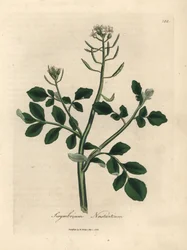 White flowered watercress, Sisymbrium nasturtium