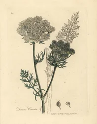 White flowered wild carrot plant, Daucus carota