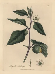 White Flowered Winter Cherry