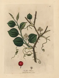 White flowers, tendrils and red berry of Chinese smilax