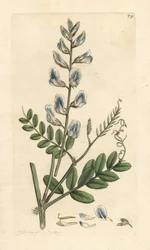 Wood Vetch