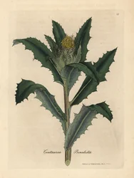 Yellow flowered blessed thistle, Centaurea benedicta