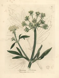 Yellow flowered lovage, Ligusticum levisticum