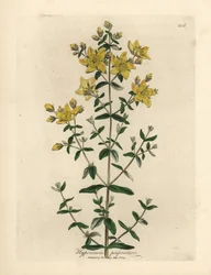 Yellow flowered perforated St. John