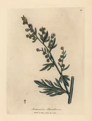 Yellow flowered wormwood, Artemisia absinthium
