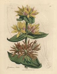 Yellow gentian, Gentiana lutea