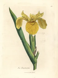 Yellow water flag, Iris pseudocorus