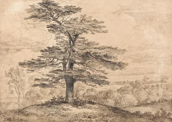 A Cedar on a Rise with a Herd of Deer Grouped Beneath its Shade