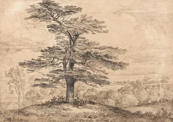 A Cedar on a Rise with a Herd of Deer Grouped Beneath its Shade