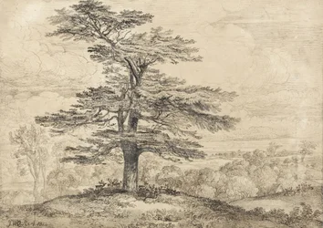 A Cedar on a Rise with a Herd of Deer Grouped Beneath its Shade