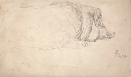 A Hog, Sleeping
