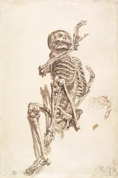 A Human Skeleton (recto)
