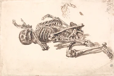 A Human Skeleton