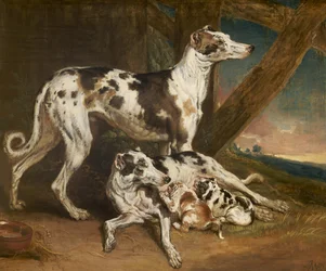 Dalmatian Dogs