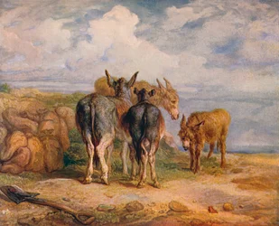 Donkeys