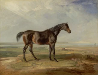 Dr. Syntax, a Bay Racehorse, Standing in a Coastal Landscape