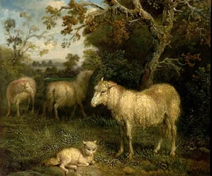 Landscape with Sheep
