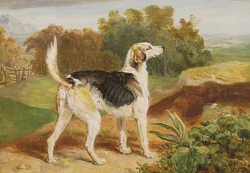 Ravager, One of the Lambton Hounds