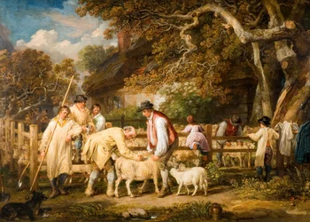 Sheep Salving