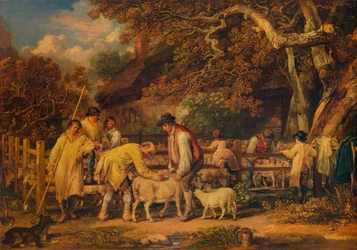 Sheep Shearing