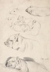 Studies of Pigs