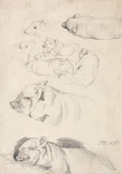 Studies of Pigs