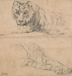 Studies of a Tiger; Above, Head and Shoulders; Below, Hindquarters