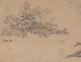 Study of Undergrowth