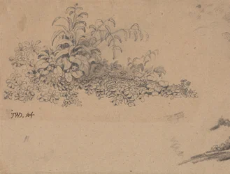 Study of Undergrowth