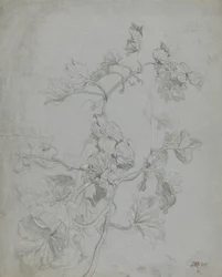 Study of a Climbing Plant (Pumpkin Family)
