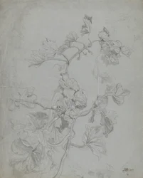 Study of a Climbing Plant (Pumpkin Family)