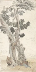 Study of a Tree