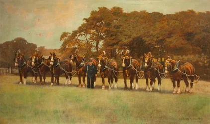 Shire Horses
