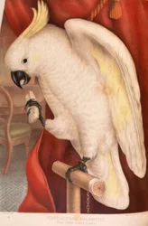 Greater Sulphur-crested Cockatoo