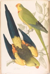 Black-tailed and green-leek parakeets