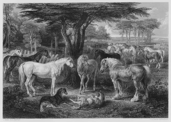 The Council of Horses, from the picture in the Vernon Gallery