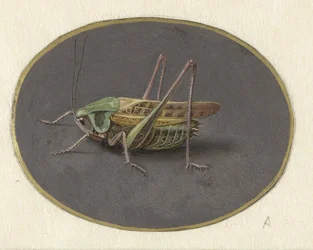 Grasshopper (Animals series)